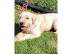 Adopt Claire a Wheaten Terrier