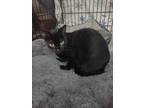 Adopt Mama Kitty a Domestic Short Hair