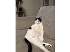 Adopt Mila (Miss Moo) a Turkish Van