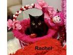 Adopt RACHEL a Bombay, Domestic Short Hair