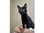 Adopt Silky a Bombay, Domestic Short Hair