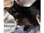 Adopt CONNIE MORGAN a Bombay, Domestic Short Hair