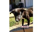 Adopt Melody a Shepherd, Husky