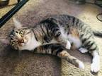 Adopt TESSA a Domestic Short Hair, Tabby