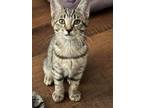 Adopt TENNILLE a Domestic Short Hair, Tabby