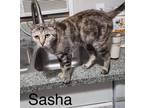Adopt SASHA a Domestic Short Hair, Tabby