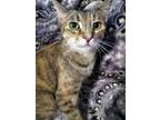 Adopt Gabby a Domestic Short Hair, Tabby