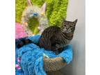 Adopt Juniper a Tabby, Domestic Short Hair