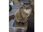 Adopt RED a Domestic Short Hair, Tabby