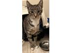 Adopt OLIVIA a Domestic Short Hair, Tabby