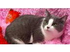 Adopt Rose a Domestic Short Hair, Tabby