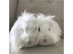 Adopt Prudence and Philippa a Lionhead