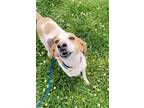 Adopt Daisie a Hound