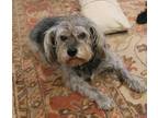 Adopt Anny a Schnauzer