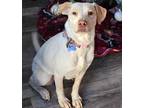 Adopt Kaliapy a Labrador Retriever, Australian Cattle Dog / Blue Heeler