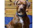 Adopt Nixie a American Staffordshire Terrier, Labrador Retriever