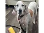 Adopt Dixie a English Coonhound, Treeing Walker Coonhound