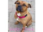 Adopt Winn - Dixie a American Staffordshire Terrier, Pit Bull Terrier