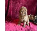 Mutt Puppy for sale in Lewisburg, WV, USA