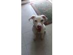 Adopt Blanca a American Staffordshire Terrier