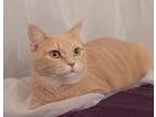 Adopt Blossom a Tabby, Domestic Short Hair