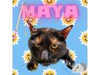 Adopt Maya a Domestic Short Hair