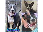 Adopt Gracie a American Staffordshire Terrier