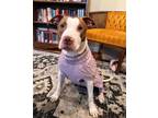 Adopt Callie a American Staffordshire Terrier