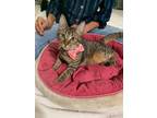 Adopt Playful Anna 6 months a Tabby