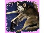 Adopt Eight is Enough! a Husky