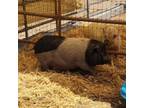 Adopt Squidge a Pig