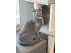 Adopt Polyester a Russian Blue, Domestic Short Hair
