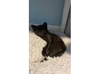 Adopt Satin a Bombay, Domestic Short Hair