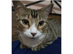 Adopt Galaxy a Domestic Short Hair