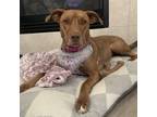 Adopt Lace a Pit Bull Terrier, Mixed Breed