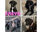 Adopt Freya a Great Dane