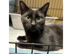 Adopt Esmerelda a Domestic Short Hair