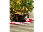 Adopt Santana a American Shorthair