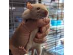 Adopt Paula & Joan a Rat