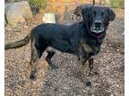 Adopt Katie the "Snuggle Bug" a Labrador Retriever