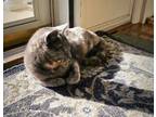 Adopt Pebbles a Dilute Tortoiseshell