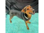 Adopt Sommer a Doberman Pinscher