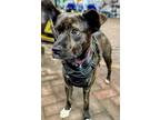Adopt Ethel a Cattle Dog, Mixed Breed