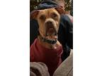 Adopt Ivy - Urgent a American Staffordshire Terrier, Mixed Breed