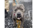 Adopt Melon a Pit Bull Terrier