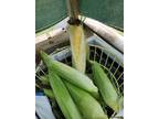 Sweet Corn $8 a dozen at My Busy Acre