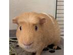 Adopt Maple a Guinea Pig