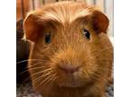 Adopt Maisy a Guinea Pig