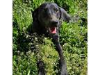 Adopt Kinley a Black Labrador Retriever, Weimaraner
