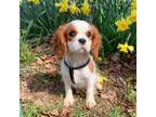 Cavalier King Charles Spaniel Puppy for sale in Winslow, AR, USA